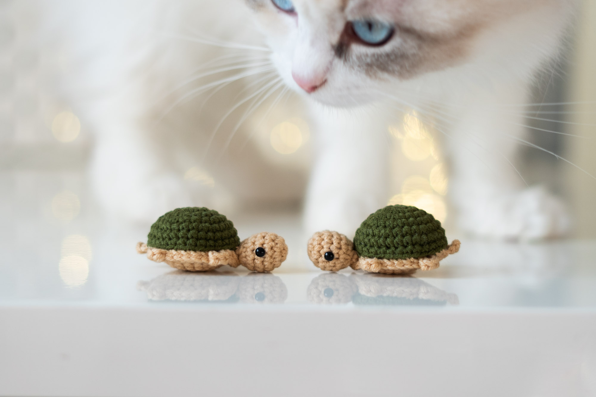 Dwa oliwkowe żółwiki dla kota z kocimiętką i walerianą a nad nimi pochyla się biały kot