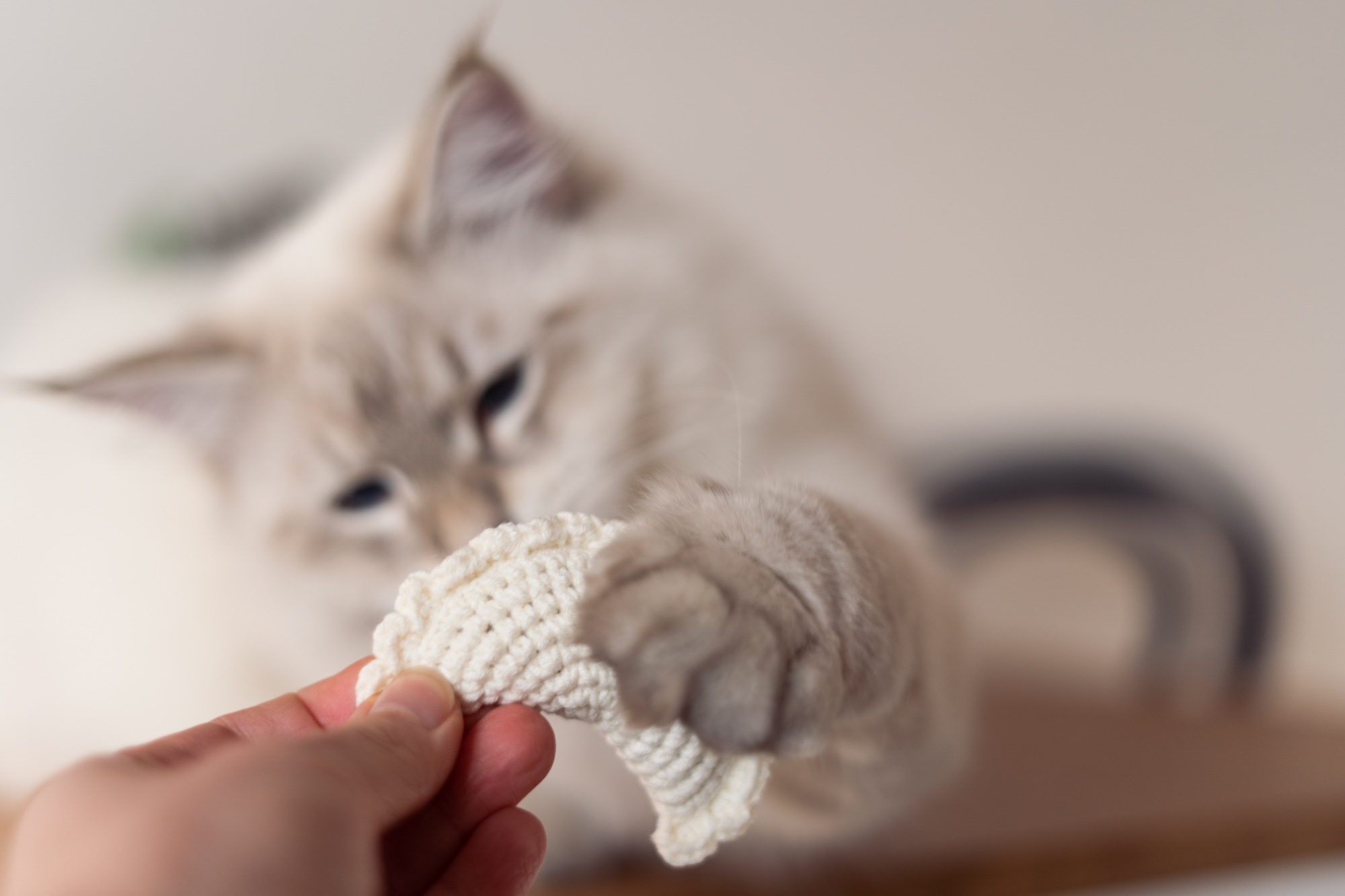 Dłoń podająca puchatemu kotu pieroga - zabawkę z kocimiętką i walerianą