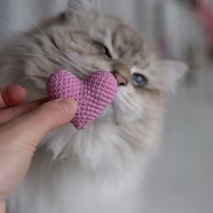Różowe serduszko z kocimiętką i walerianą podawane w palcach puchatemu kotu przez rękodzielniczkę w manufakturze Catorable.