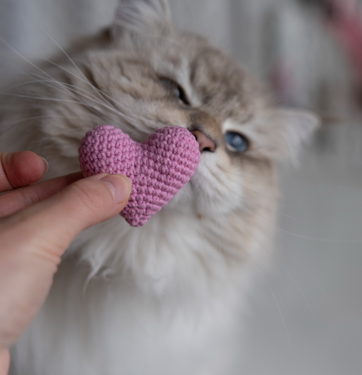 Różowe serduszko z kocimiętką i walerianą podawane w palcach puchatemu kotu przez rękodzielniczkę w manufakturze Catorable.