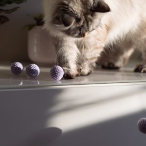 Kot bawiący się lawendowymi piłeczkami z kocimiętką i walerianą