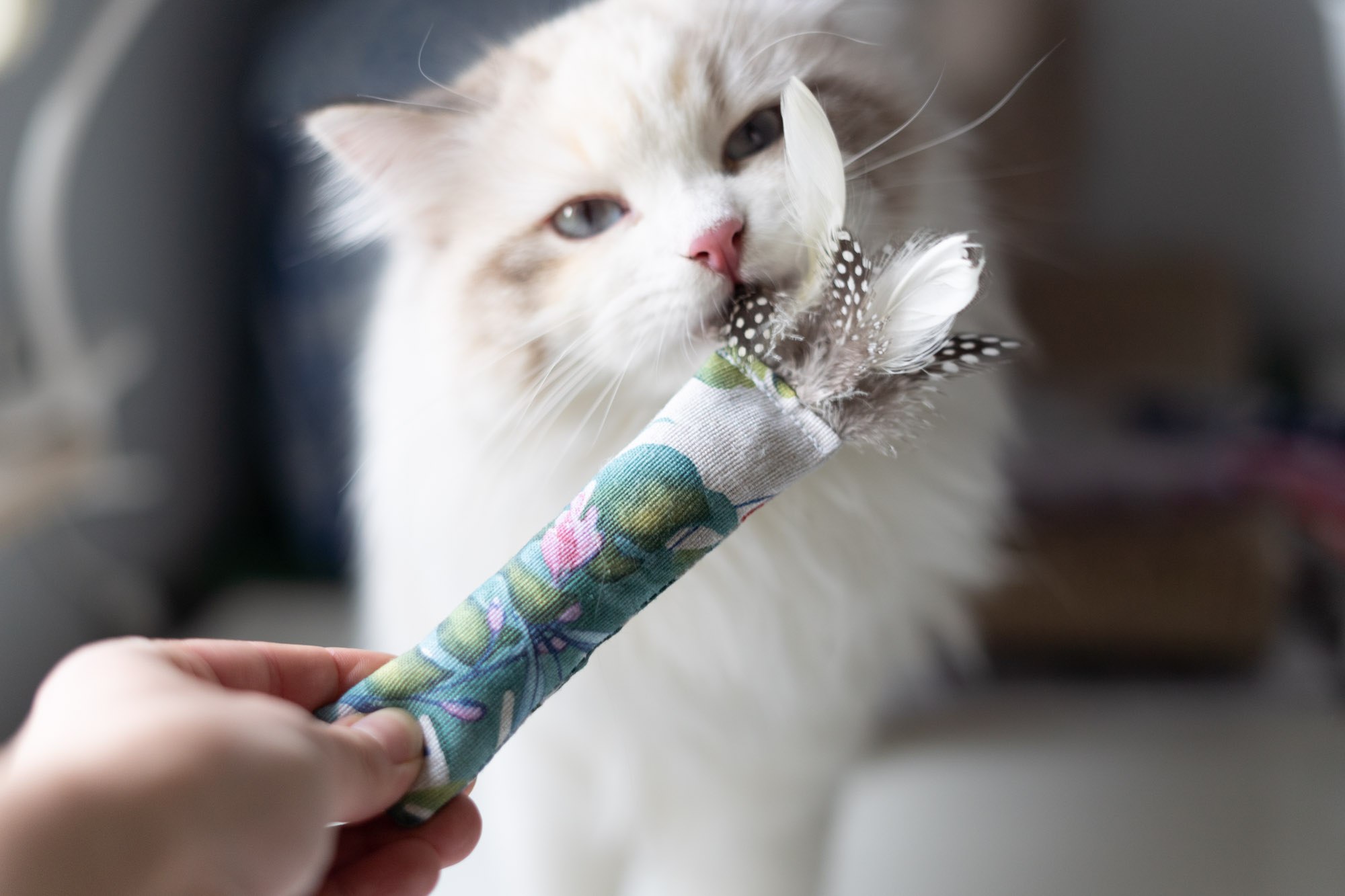 Mały kopacz dla kota z piórami w egzotyczne liście, puchaty kot w tle wącha zabawkę