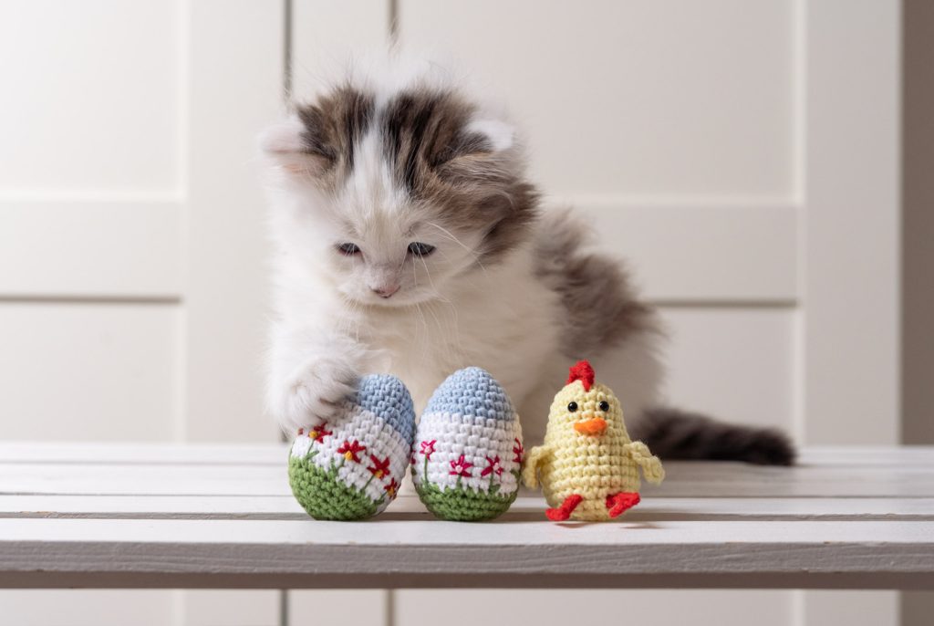 Kot trzymający łapką zabawkę Jajko wielkanocne z kocimiętką